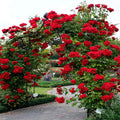 Fragrant Rose Plant Live Bush Shrub or Climbing, Old-Fashioned Roses Summer Rebloomer in 2.5 Inch Pot, Lanscape Rose Plant (Assorted Red)