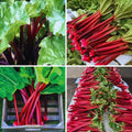 Rhubarb Plant for Planting, Rhubarb Live Plant Roots Crown, 4 to 6 Inc in Height, Perennial Vegetable Bare Root