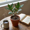 Laurus Nobilis Bay Leaf Live Plant, 8-11 Inc Tall from Bottom Pot, Bay Leaf Tree, Sweet Bay Laurel Herb Plant