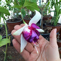Pack 2 Fuchsia Plants Live, Vibrant Fuchsias Hanging Flowering Plant 3-5 Inches, Gardens, Patios, and Indoor Growing (Purple White Flowers)