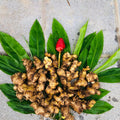 8 Zerumbet Zingiber Shampoo Ginger Roots Rhizomes, Awapuhi Fresh 9 Months Old Roots, Red Ginger Rhizomes Oudoor Planting, Pinecone Lily Ginger Flowers Cold Hardy