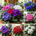 2 African Violet Plants, Violet Live Plant, 3-5 Inc Tall, Colorful Blooms