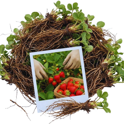 Set 10 Strawberry Bare Roots, Strawberry Plant Live, 5 to 7 Inc Tall, Fruit Garden (Red)