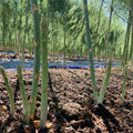 10 Green Asparagus Roots, Bare Root Asparagus Crowns for Planting, Hardy Perennial Vegetable Garden