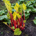 Red Rhubarb Plant for Planting, Rhubarb Root Plant, Cold Hardy Perennial Vegetable, Bare Root, 4-6 Inc, Indoor Outdoor Growing