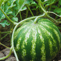 2 Red Watermelon Plants Live, 4'' Pot, Watemelon Fruit Garden Starter Plant