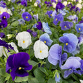 Rare Pansy Assorted Flowers Plant Live, Multicolor Pansies for Outdoor Growing, Pansy Plant in 4'' Pot
