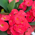 Red Crown of Thorns Plant, Euphorbia Crown of Thorns Plant, Live Cactus Plant 4 Inches Pot, Cactus Plant Indoor