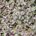 Silver Wandering Jew Live Plant 2.5 Potted, Wandering Jew Live Plant Indoor, House Plant Indoors Live