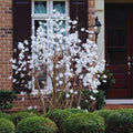 Star Magnolia Tree Live Plant, Magnolia Plant Live, 6 to 9 Inc Tall, Shrub Flower Plant for Garden Indoors Outdoors,