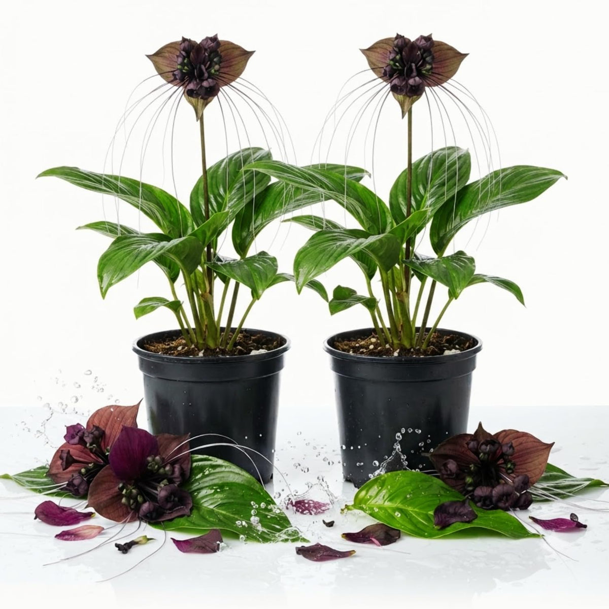 2 Black Bat Flower Tacca Chantrieri Plants Live, Orchid Houseplant, 2" Pots