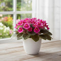 African Violet Plant, Live African Violet Flowers in 4'' Pot, Low-Maintenance Indoor Flowering Plant with Vibrant Blooms (Pink Blooms)
