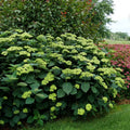 Cold Hardy Hydrangea Live Plant Tree, 5"-10" Hydrangea Bush Live Shrub Starter Plants, Dormant in Winter, Green to White Color Blooms