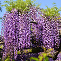 Pack 2 Purple Wisteria Live Plants for Planting, Wisteria Trees Live Plants 6 to 12 Inches Height, in Pots, Purple Wisteria Vine