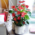 Anthurium Flower Live Plant, House Plant Live, Red Anthurium Plant Live, 5 to 7 Inches Tall