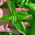 4 Live Basil Plants Sweet Basil Plants Live from 4 to 6 Inc Tall, Basil Plant Live Pot