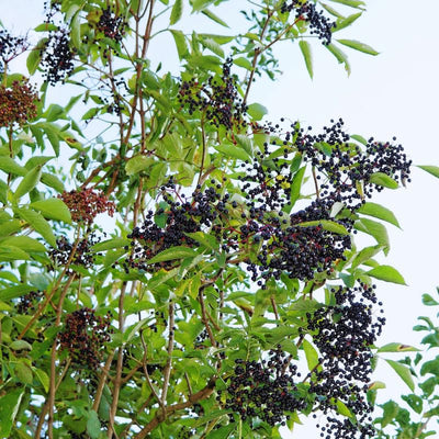 Elderberry Plant Live Tree for Planting, Elderberry Bushes Live Plant, 5 to 7 Inches Long