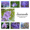 8-10" Blue Jacaranda Tree Live Plant Seedling Well Rooted in Pot, Jacaranda Mimosifolia Plants for Outdoor Planting, 8 to 10 Inc Tall from Bottom Pot