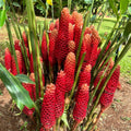 8 Zerumbet Zingiber Shampoo Ginger Roots Rhizomes, Awapuhi Fresh 9 Months Old Roots, Red Ginger Rhizomes Oudoor Planting, Pinecone Lily Ginger Flowers Cold Hardy