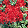 1-2 Ft Rhododendron Plants Live Bush Shrubs in 1 Gallon Pot for Planting, Azalea Bush Ready Plant, Live Rhododendron Plant Azalea (Red)