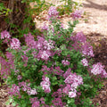 Pink Lilac Bushes Ready to Plant, Lilac Syringa Trees Live Plants, Fragrant Shrub for Planting, 9 Months Old Tree