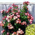 Fragrant Rose Plant Live Bush Shrub or Climbing, Old-Fashioned Roses Summer Rebloomer in 2.5 Inch Pot, Lanscape Rose Plant (Assorted) (Fourth of July)
