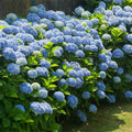 Well-Rooted Hydrangea Live Plant in 2.5 Inch Pot, Hydrangea Tree Shrub Bush Perennial Outdoor Planting (Blue Bigleaf)