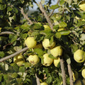 Quince Tree Plant Live, Cold Hardy Edible Fruit Tree, 2-3 Ft Tall