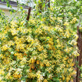 Yellow Climbing Honeysuckle Plant Live, Fragrant Honeysuckle Plants Vine Bushes in 2.5 Inch Pot