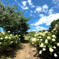 Hydrangea Bush Plant, Lime Hydrangea Tree Live Plant, Hydrangea Live Plant, 6 to 9 Inches Long, Live Hydrangea Plant