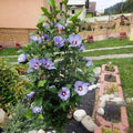 Hibiscus Rose of Sharon Plant Live, 4" Potted Althea Syriacus Flowers for Spring Planting, Hardy Shrub with Vibrant Blooms (Light Purple)