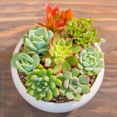 6 Pack Live Succulent Plants Assorted Potted Succulents Plants Live House Plants Succulent Plants Live Houseplants with Soil, No Pot