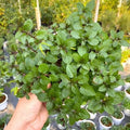 Live Mint Herb Plant, Perennial Mint Plant, Fragrant Mints, 3.5 Inch Pot for Indoor or Outdoor Growing (Chocolate Mint)