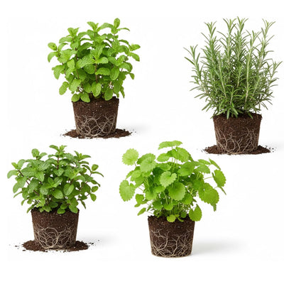 4 Assorted Herbs Plants, Mixed Herb Plants, Basil, Rosemary, Mint, Lemon Balm, and Other Varieties, 3-6" Live Herbs Collection for Indoors Outdoors Garden, Kitchen, Well Rooted, No Pot