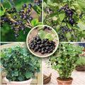 Live Currant Bush Plant Fast Growing, Ready Bear Fruit Within 1 Year - No NC, WV, NH, 6-14" Tall, Great for Backyard or Orchard Growing, Currant Plant (Black)