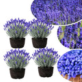 3 Lavender Plants Live Starter Plants Plugs 1-3" in Tall, Hardy Perennial Lavender for Garden and Landscape with Fragrant Purple Blooms, No Pot (Blue Purple)