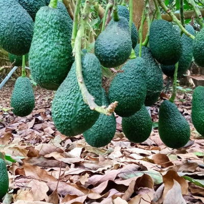 Live HASS Avocado Tree Plant Seedling, 8 Months Old Well Rooted HASS Avocado Plant Tree in 4 Inc Pot for Planting, Winter Hardy