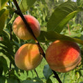 Peach Live Plant, Grafted Peach Plant 1 Feet Tall, Fruit Tree Well-Rooted for Planting (Yellow Red)