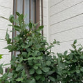 Bay Leaf Plant Live, Bay Laurel Tree Live Plants, 1 Year Old, 4" Pot, Sweet Bay Laurus Nobilis Live Plant for Planting Indoor Outdoor Garden
