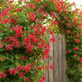 Honeysuckle Bush Climbing, Honeysuckle Plant Live Vine, Fragrant Lonicera Perennial Bushes Shrubs Potted (Major Wheeler)