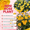 Mini Rose Plant Live, Miniature Rose Bush in 3.5" Pot, Spring Blooming Mini Rose, 4–5" Tall, Indoor Outdoor Flowering Plant for Home Garden (Yellow)