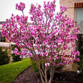 Magnolia Tree Live Plant, Magnolia Flowers Bush, 6-12 Inches Tall, in Pot, Fragrant Magnolia Shrub Ready to Grow (Ann Magnolia)