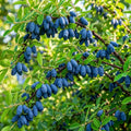 Honeyberry Plant, Honeyberry Plants Live, 4-8 Inc Tall, Haskap Berry Plant, Cold Hardy Berry Bush for Indoor Outdoor Garden