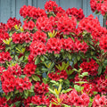 1-2 Ft Rhododendron Plants Live Bush Shrubs in 1 Gallon Pot for Planting, Azalea Bush Ready Plant, Live Rhododendron Plant Azalea (Red)