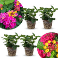 2 Pink Lantana Plants Live Trees, Ready to Bloom, Hardy Long Blooming Seasons, Vibrant Colorful Perennial Fragrant, 5-10" in Tall, Full Sun Growing