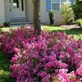 Bright Pink Rose Bushes Ready to Plant, Climbing Roses Live Plants Fragrant, 6-8 Inc Tall in Pot, Year-Round Blooming, Can Grow as Bush or Climber