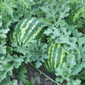 Red Watermelon Live Plant 3-6 Inch Tall, Watermelon Fruit Plant in Pot for Outdoor Garden