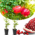 Pack 2 Pomegranate Trees Live Plants Starter from 5 to 10 Inch Tall, Pomegranate Fruit Tree Houseplant Outdoors, Ready to Plant