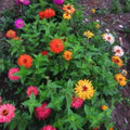 3 Zinnia Plants, Mix Zinnia Flower Plants, 3 to 5 Inc Tall, Live Zinnia Plant, Orange Yellow Flower