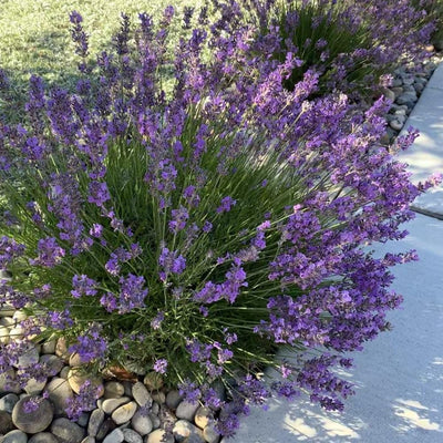 Lavender Live Plant in  Pot, Lavender Herb Plants, Fragrant Hardy Herb for Indoor or Outdoor Planting